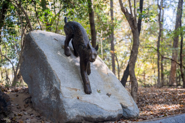 Statue of Bobcat in Saluda Riverwalk