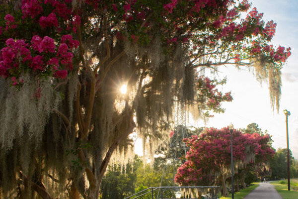 Pictures of crepe myrtles blooming over riverwalk in river front park